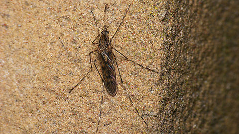 Culiseta annulata - Female  Culiseta,Culiseta annulata,Geotagged,Nematocera,Netherlands,Schiermonnikoog,nl: Grote steekmug