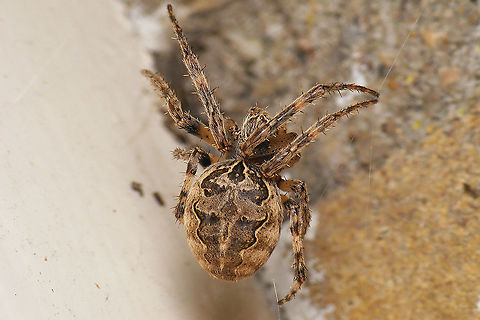 Larinioides sclopetarius  Arachnida,Araneae,Araneidae,Geotagged,Gray Cross Spider,Labidognatha,Larinioides,Larinioides sclopetarius,Larinioides sericatus,Megoperculata,Micrura,Netherlands,Schiermonnikoog,nl: Brugspin