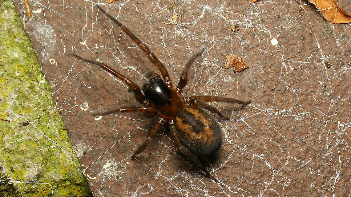 Amaurobius similis - Female  Amaurobiidae,Amaurobius,Amaurobius similis,Arachnida,Araneae,Geotagged,Netherlands,Schiermonnikoog,nl: Muurkaardespin