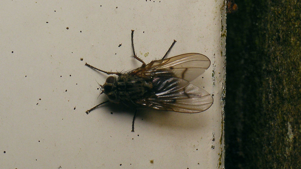 Phaonia tuguriorum Not the best image, just adding it for <a href="https://www.jungledragon.com/tag/71641/schiermonnikoog.html" title="Schiermonnikoog" class="tag"><em>99</em>Schiermonnikoog</a> Muscidae,Phaonia,Phaonia tuguriorum,Schiermonnikoog