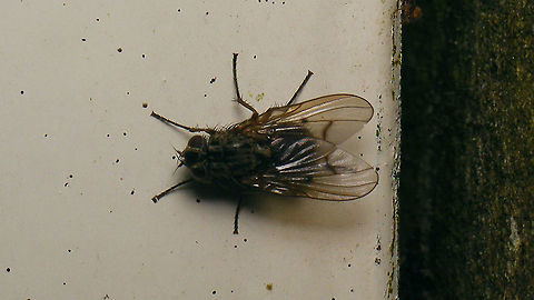 Phaonia tuguriorum Not the best image, just adding it for https://www.jungledragon.com/tag/71641/schiermonnikoog.html Muscidae,Phaonia,Phaonia tuguriorum,Schiermonnikoog