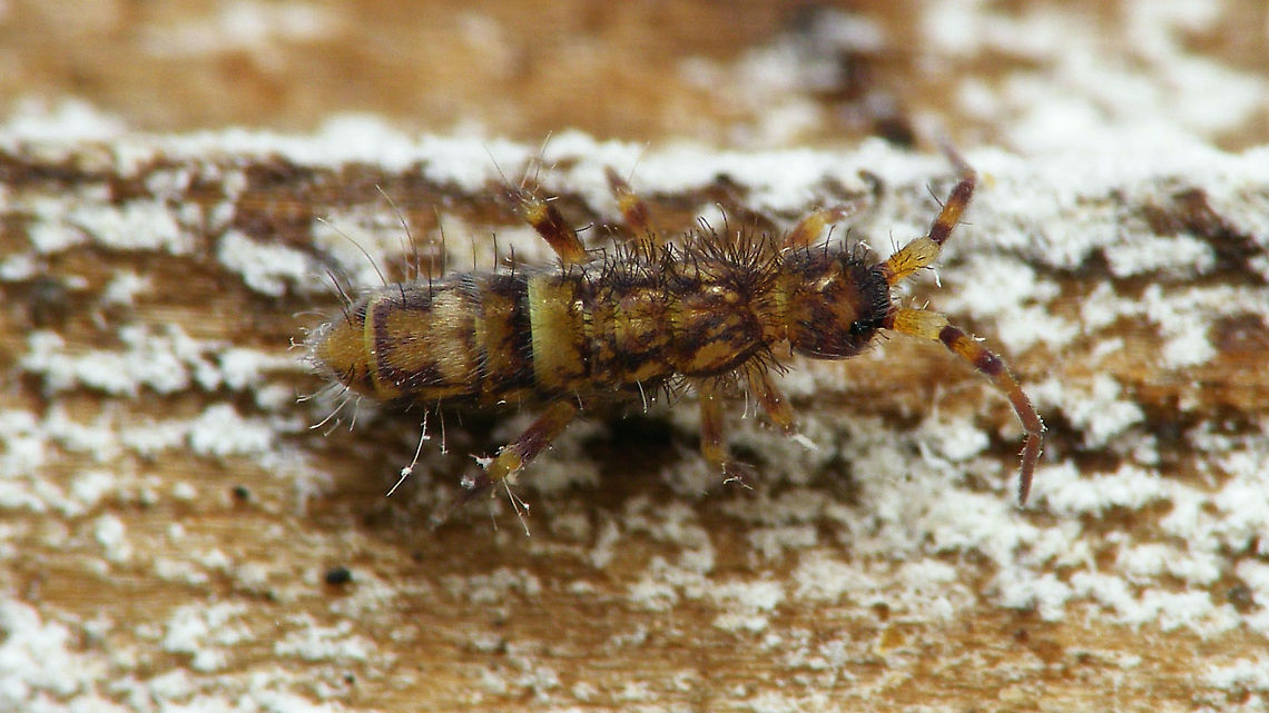 Orchesella cincta - Juvenile  Collembola,Entomobryidae,Entomobryomorpha,Geotagged,Juvenile,Netherlands,Orchesella,Orchesella cincta,Schiermonnikoog,Springtail