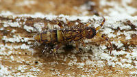 Orchesella cincta - Juvenile  Collembola,Entomobryidae,Entomobryomorpha,Geotagged,Juvenile,Netherlands,Orchesella,Orchesella cincta,Schiermonnikoog,Springtail