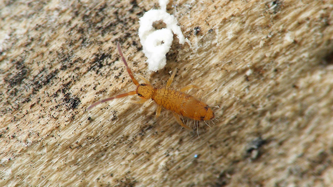 Entomobrya nicoleti Tentative ID by self ... (?)<br />
(ID confirmed by Jan van Duinen - thanks Jan!) Collembola,Cosmopolitan springtail,Entomobrya nicoleti,Entomobryidae,Geotagged,Netherlands,Schiermonnikoog