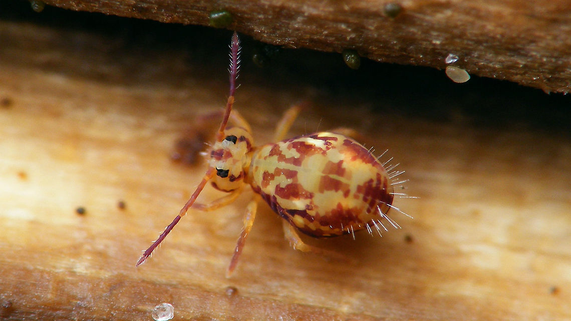 Dicyrtomina saundersi - Paler Also present on <a href="https://www.jungledragon.com/tag/71641/schiermonnikoog.html" title="Schiermonnikoog" class="tag"><em>99</em>Schiermonnikoog</a> Collembola,Dicyrtomidae,Dicyrtomina,Dicyrtomina saundersi,Geotagged,Jane's garden,Netherlands,Symphypleona