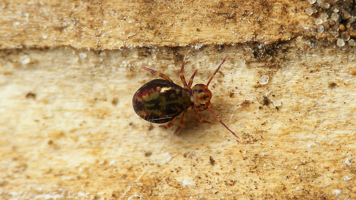 Dicyrtomina saundersi - Darker Also present on <a href="https://www.jungledragon.com/tag/71641/schiermonnikoog.html" title="Schiermonnikoog" class="tag"><em>99</em>Schiermonnikoog</a> Collembola,Dicyrtomidae,Dicyrtomina,Dicyrtomina saundersi,Geotagged,Jane's garden,Netherlands,Symphypleona