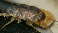 Ctenolepisma longicaudata - Close-up Close-up of the Gray silverfish below, after it had taken off, carrying an impressive load of food around:<br />
https://www.jungledragon.com/image/105447/ctenolepisma_longicaudatum_-_smorgasbord.html<br />
Ctenolepisma,Ctenolepisma longicaudata,Ctenolepisma longicaudatum,Ctenolepismatinae,Geotagged,Gray silverfish,Lepismatidae,Netherlands,Schiermonnikoog,Zygentoma,nl: Papiervisje