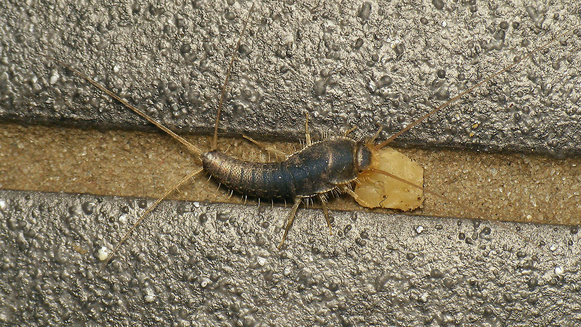 Ctenolepisma longicaudatum - Smorgasbord This one stumbled on what it must have thought to be a smorgasbord while I was trying to get in focus. Shortly after this image was taken it took off again, but took the bulky food package with it. First time I&#039;ve ever seen a Lepismatidae carying food around!<br />
Next stop I managed to take a close-up:<br />
<figure class="photo"><a href="https://www.jungledragon.com/image/105446/ctenolepisma_longicaudata_-_close-up.html" title="Ctenolepisma longicaudata - Close-up"><img src="https://s3.amazonaws.com/media.jungledragon.com/images/3043/105446_thumb.jpg?AWSAccessKeyId=05GMT0V3GWVNE7GGM1R2&Expires=1767225610&Signature=oWpG9NrmWGmMpdewCzyS73JhG%2F0%3D" width="200" height="114" alt="Ctenolepisma longicaudata - Close-up Close-up of the Gray silverfish below, after it had taken off, carrying an impressive load of food around:<br />
https://www.jungledragon.com/image/105447/ctenolepisma_longicaudatum_-_smorgasbord.html<br />
  Ctenolepisma,Ctenolepisma longicaudata,Ctenolepisma longicaudatum,Ctenolepismatinae,Geotagged,Gray silverfish,Lepismatidae,Netherlands,Schiermonnikoog,Zygentoma,nl: Papiervisje" /></a></figure><br />
 Ctenolepisma,Ctenolepisma longicaudata,Ctenolepisma longicaudatum,Ctenolepismatinae,Geotagged,Gray silverfish,Lepismatidae,Netherlands,Schiermonnikoog,Zygentoma,nl: Papiervisje