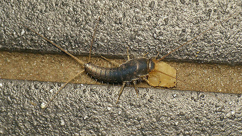Ctenolepisma longicaudatum - Smorgasbord This one stumbled on what it must have thought to be a smorgasbord while I was trying to get in focus. Shortly after this image was taken it took off again, but took the bulky food package with it. First time I've ever seen a Lepismatidae carying food around!
Next stop I managed to take a close-up:
https://www.jungledragon.com/image/105446/ctenolepisma_longicaudata_-_close-up.html
 Ctenolepisma,Ctenolepisma longicaudata,Ctenolepisma longicaudatum,Ctenolepismatinae,Geotagged,Gray silverfish,Lepismatidae,Netherlands,Schiermonnikoog,Zygentoma,nl: Papiervisje
