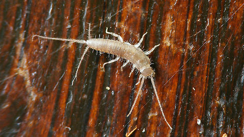 Gray silverfish - Juvenile Small (~2-3mm) juvenile of the Gray silverfish Ctenolepisma,Ctenolepisma longicaudata,Ctenolepisma longicaudatum,Ctenolepismatinae,Geotagged,Gray silverfish,Lepismatidae,Netherlands,Schiermonnikoog,Zygentoma,nl: Papiervisje