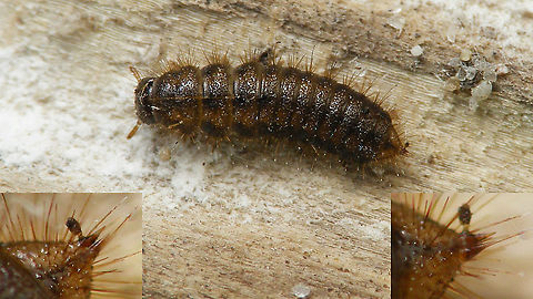 Lagria hirta - Larva  Coleoptera,Geotagged,Lagria,Lagria hirta,Lagriidae,Lagriinae,Larva,Netherlands,Schiermonnikoog,Tenebrionidae