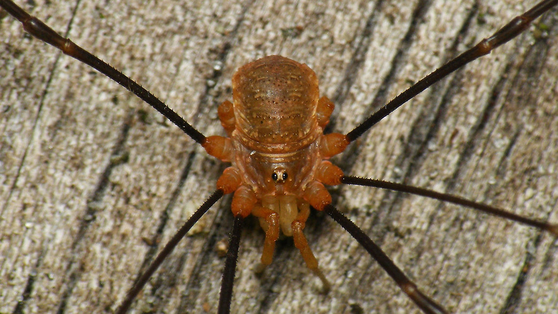 Opilio canestrinii - Male  Canestrini's Harvestman,Geotagged,Netherlands,Opilio,Opilio canestrinii,Opiliones,Opilionidae,Schiermonnikoog,harvestman,nl: Rode hooiwagen