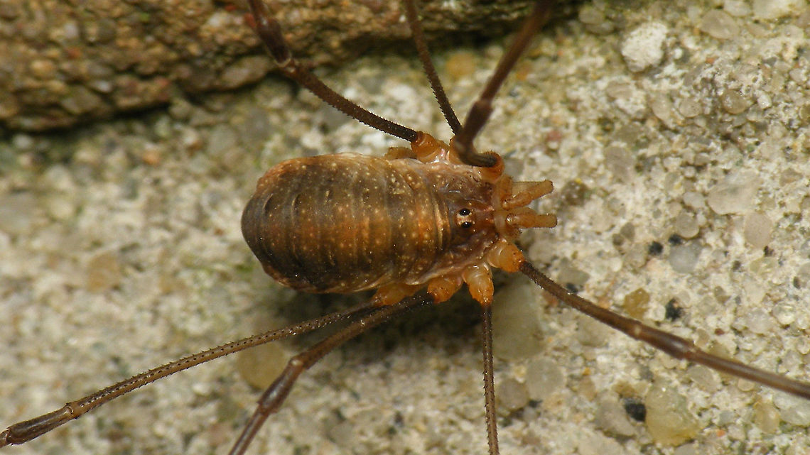 Opilio canestrinii - Female  Canestrini's Harvestman,Geotagged,Netherlands,Opilio,Opilio canestrinii,Opiliones,Opilionidae,Schiermonnikoog,harvestman,nl: Rode hooiwagen