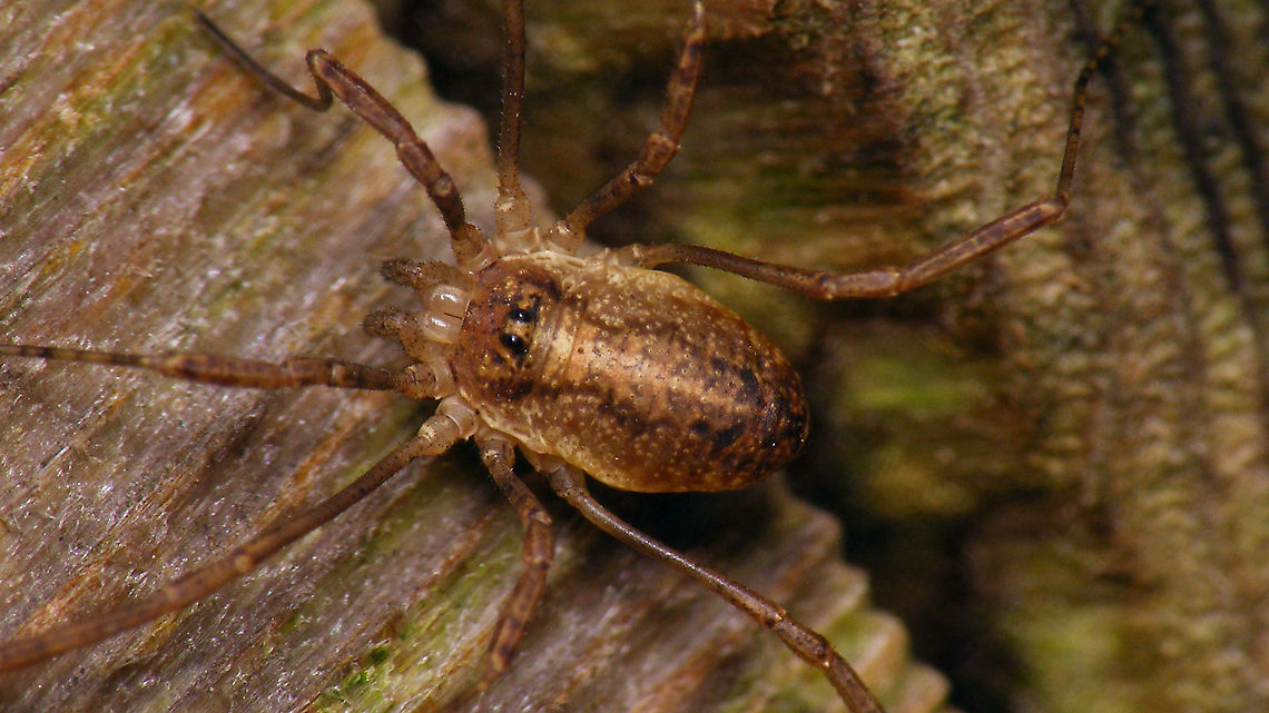 Paroligolophus agrestis - Female  Geotagged,Netherlands,Opiliones,Opilionidae,Paroligolophus,Paroligolophus agrestis,Phalangiidae,Schiermonnikoog,harvestman,nl: Bonte hooiwagen