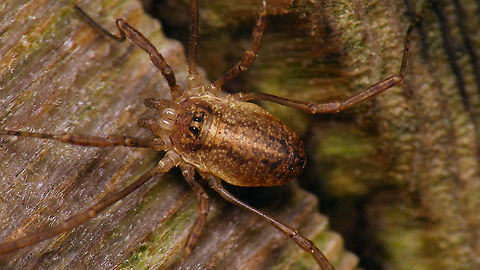 Paroligolophus agrestis - Female  Geotagged,Netherlands,Opiliones,Opilionidae,Paroligolophus,Paroligolophus agrestis,Phalangiidae,Schiermonnikoog,harvestman,nl: Bonte hooiwagen