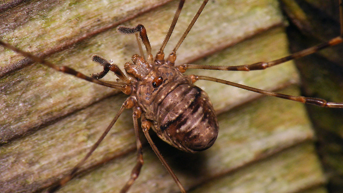 Dicranopalpus ramosus - Female  Dicranopalpus,Dicranopalpus ramosus,Geotagged,Netherlands,Opiliones,Palpatores,Phalangiidae,Phalangioidea,Schiermonnikoog,invasive species,nl: Strekpoot