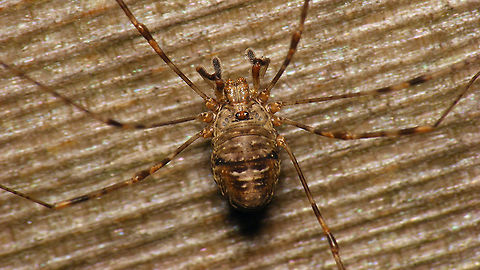 Dicranopalpus ramosus Female  Dicranopalpus,Dicranopalpus ramosus,Geotagged,Netherlands,Opiliones,Palpatores,Phalangiidae,Phalangioidea,Schiermonnikoog,invasive species,nl: Strekpoot