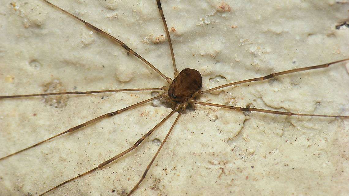 Leiobunum blackwalli - Subadult Sitting inside the old German WW2 bunker &quot;Schlei&quot;. At first sight I thought I had found a rare Nelima species, but on closer inspection it should be a subadult Leiobunum blackwalli - not a bad observation either for the island. Arachnida,Eupnoi,Geotagged,Harvestman,Leiobuninae,Leiobunum,Leiobunum blackwalli,Netherlands,Opiliones,Phalangiidae,Phalangioidea,Schiermonnikoog,Sclerosomatidae