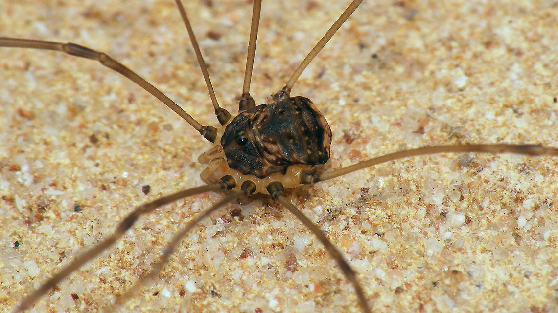 Leiobunum blackwalli - Lady with shriveled abdomen This one had me puzzled for a moment too - turns out that the normally bloated abdomen (full &#039;o eggs) has shriveled up. Eggs spent and probably a tad hungry/dehydrated too(?)  Arachnida,Eupnoi,Geotagged,Harvestman,Leiobuninae,Leiobunum,Leiobunum blackwalli,Netherlands,Opiliones,Phalangiidae,Phalangioidea,Schiermonnikoog,Sclerosomatidae