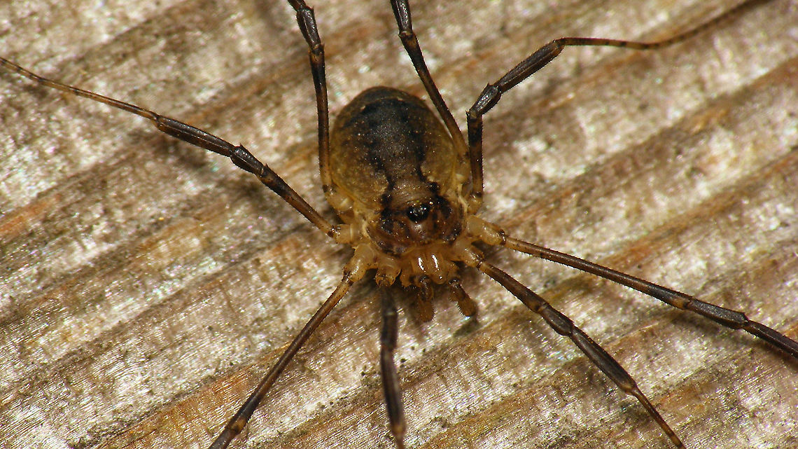 Oligolophus hanseni - Pale Usually these are much darker all over, going on a bluish-black at times Geotagged,Netherlands,Oligolophus,Oligolophus hanseni,Opiliones,Opilionidae,Phalangiidae,Schiermonnikoog,harvestman