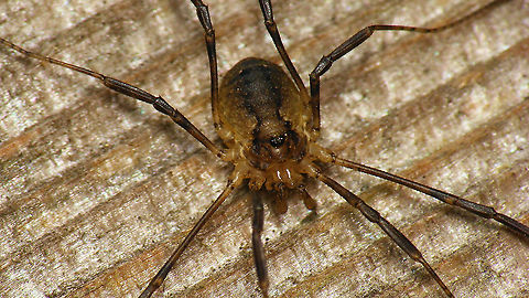Oligolophus hanseni - Pale Usually these are much darker all over, going on a bluish-black at times Geotagged,Netherlands,Oligolophus,Oligolophus hanseni,Opiliones,Opilionidae,Phalangiidae,Schiermonnikoog,harvestman