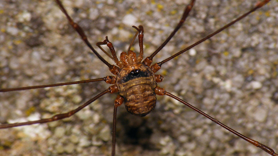 Dicranopalpus ramosus - Male  Dicranopalpus,Dicranopalpus ramosus,Geotagged,Netherlands,Opiliones,Palpatores,Phalangiidae,Phalangioidea,Schiermonnikoog,invasive species,nl: Strekpoot