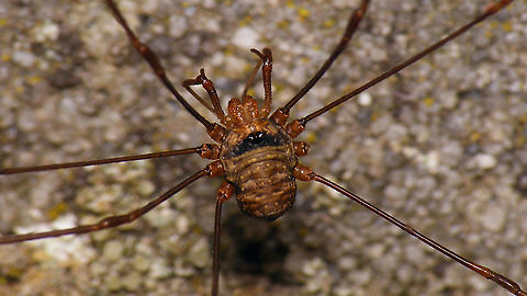 Dicranopalpus ramosus - Male  Dicranopalpus,Dicranopalpus ramosus,Geotagged,Netherlands,Opiliones,Palpatores,Phalangiidae,Phalangioidea,Schiermonnikoog,invasive species,nl: Strekpoot