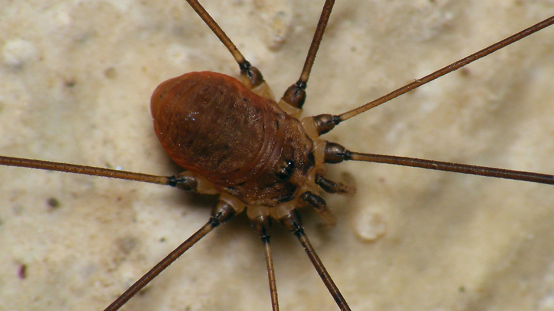 Leiobunum blackwalli - Male Went back to the bunker where I saw the juvenile earlier and found an adult male.<br />
Here is the full view with my hand for size (sort of)<br />
<figure class="photo"><a href="https://www.jungledragon.com/image/105525/leiobunum_blackwalli_-_male_full_view.html" title="Leiobunum blackwalli - Male, full view"><img src="https://s3.amazonaws.com/media.jungledragon.com/images/3043/105525_thumb.jpg?AWSAccessKeyId=05GMT0V3GWVNE7GGM1R2&Expires=1767225610&Signature=89we8Bgj8ISPF90XMVYhlftRwkw%3D" width="200" height="114" alt="Leiobunum blackwalli - Male, full view Went back to the bunker where I saw the subadult earlier and found an adult male.<br />
Here is a close-up:<br />
https://www.jungledragon.com/image/105524/leiobunum_blackwalli_-_male.html Arachnida,Eupnoi,Geotagged,Harvestman,Leiobuninae,Leiobunum,Leiobunum blackwalli,Netherlands,Opiliones,Phalangiidae,Phalangioidea,Schiermonnikoog,Sclerosomatidae" /></a></figure> Arachnida,Eupnoi,Geotagged,Harvestman,Leiobuninae,Leiobunum,Leiobunum blackwalli,Netherlands,Opiliones,Phalangiidae,Phalangioidea,Schiermonnikoog,Sclerosomatidae
