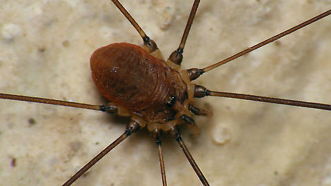 Leiobunum blackwalli - Male Went back to the bunker where I saw the juvenile earlier and found an adult male.
Here is the full view with my hand for size (sort of)
https://www.jungledragon.com/image/105525/leiobunum_blackwalli_-_male_full_view.html Arachnida,Eupnoi,Geotagged,Harvestman,Leiobuninae,Leiobunum,Leiobunum blackwalli,Netherlands,Opiliones,Phalangiidae,Phalangioidea,Schiermonnikoog,Sclerosomatidae