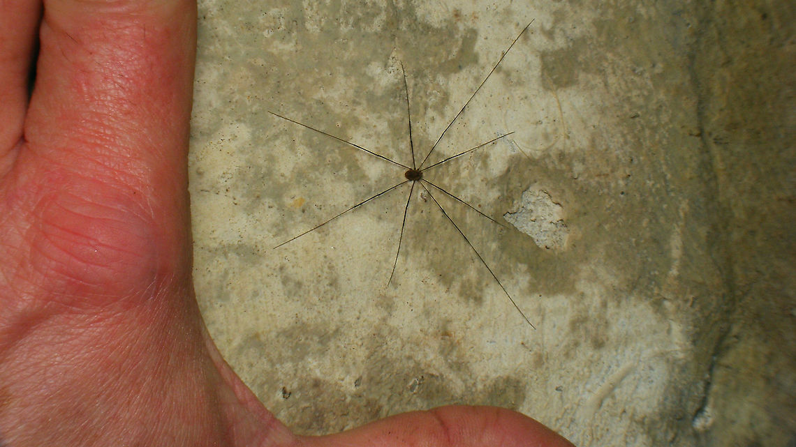 Leiobunum blackwalli - Male, full view Went back to the bunker where I saw the subadult earlier and found an adult male.<br />
Here is a close-up:<br />
<figure class="photo"><a href="https://www.jungledragon.com/image/105524/leiobunum_blackwalli_-_male.html" title="Leiobunum blackwalli - Male"><img src="https://s3.amazonaws.com/media.jungledragon.com/images/3043/105524_thumb.jpg?AWSAccessKeyId=05GMT0V3GWVNE7GGM1R2&Expires=1770854410&Signature=0X1W0ExFJghvDjKqfxSs0raOj1A%3D" width="200" height="114" alt="Leiobunum blackwalli - Male Went back to the bunker where I saw the juvenile earlier and found an adult male.<br />
Here is the full view with my hand for size (sort of)<br />
https://www.jungledragon.com/image/105525/leiobunum_blackwalli_-_male_full_view.html Arachnida,Eupnoi,Geotagged,Harvestman,Leiobuninae,Leiobunum,Leiobunum blackwalli,Netherlands,Opiliones,Phalangiidae,Phalangioidea,Schiermonnikoog,Sclerosomatidae" /></a></figure> Arachnida,Eupnoi,Geotagged,Harvestman,Leiobuninae,Leiobunum,Leiobunum blackwalli,Netherlands,Opiliones,Phalangiidae,Phalangioidea,Schiermonnikoog,Sclerosomatidae