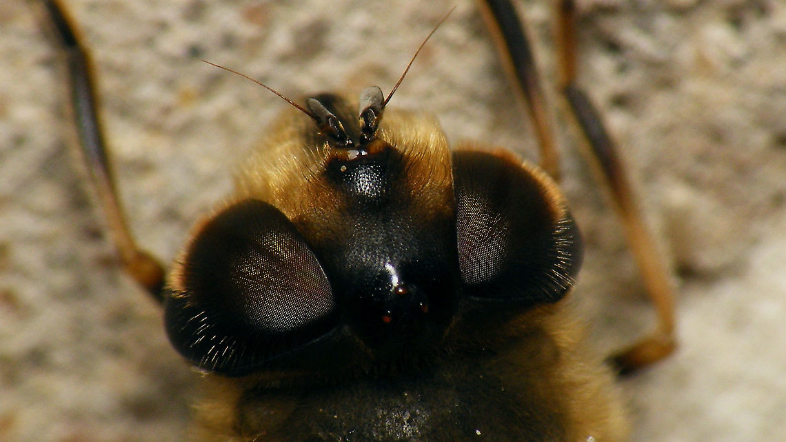 Eristalis tenax - Hairy eyes Went back to the bunker where I had found the one below and decided to take a close-up to show the hairy eyes ...<br />
<figure class="photo"><a href="https://www.jungledragon.com/image/105398/eristalis_tenax_-_female_hibernating.html" title="Eristalis tenax - Female, hibernating"><img src="https://s3.amazonaws.com/media.jungledragon.com/images/3043/105398_thumb.jpg?AWSAccessKeyId=05GMT0V3GWVNE7GGM1R2&Expires=1759968010&Signature=A1Lfasx2V3L8oB1DzBtfIRWK6vQ%3D" width="200" height="114" alt="Eristalis tenax - Female, hibernating This lady was sitting on a wall inside the old German WW2 bunker &quot;Schlei&quot; on Schiemonnikoog.<br />
Two days later, I went back to the bunker for different reasons and decided to take a close-up to show the hairy eyes:<br />
https://www.jungledragon.com/image/105526/eristalis_tenax_-_hairy_eyes.html Brachycera,Common Drone Fly,Eristalis,Eristalis tenax,Geotagged,Netherlands,Schiermonnikoog,Syrphidae,nl: Blinde bij" /></a></figure> Brachycera,Common Drone Fly,Eristalis,Eristalis tenax,Geotagged,Netherlands,Schiermonnikoog,Syrphidae,nl: Blinde bij