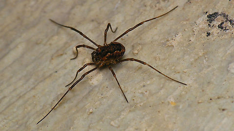 Rilaena triangularis - Juvenile (Schlei) Went to check the old German WW2 bunkers Wassemann and Schlei more thoroughly on critters today and found one juvenile Rilaena triangularis in each.
This species overwinters as a small juvenile (usually in the woods) and reaches adulthood in spring, hence the Dutch name "Spring harvestman" Arachnida,Geotagged,Netherlands,Opiliones,Phalangiidae,Rilaena,Rilaena triangularis,Schiermonnikoog,juvenile,nl: Voorjaarshooiwagen