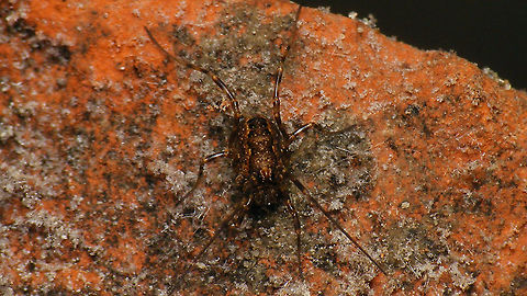 Rilaena triangularis - Juvenile (Wassermann) Went to check the old German WW2 bunkers Wassemann and Schlei more thoroughly on critters today and found one juvenile Rilaena triangularis in each.
This species overwinters as a small juvenile (usually in the woods) and reaches adulthood in spring, hence the Dutch name "Spring harvestman" Arachnida,Opiliones,Phalangiidae,Rilaena,Rilaena triangularis,Schiermonnikoog,juvenile,nl: Voorjaarshooiwagen