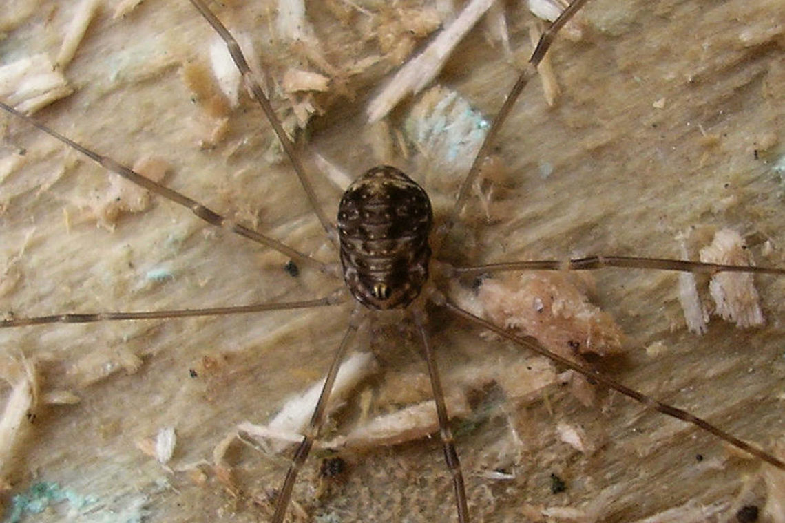 Leiobunum blackwalli - Juvenile, dorsal Older images (2007) to show a juvenile of this species.<br />
Lateral view here:<br />
<figure class="photo"><a href="https://www.jungledragon.com/image/105534/leiobunum_blackwalli_-_juvenile_lateral.html" title="Leiobunum blackwalli - Juvenile, lateral"><img src="https://s3.amazonaws.com/media.jungledragon.com/images/3043/105534_thumb.jpg?AWSAccessKeyId=05GMT0V3GWVNE7GGM1R2&Expires=1767225610&Signature=kj36Ko7v8xoVS%2FOgH83ByS2CA9U%3D" width="200" height="134" alt="Leiobunum blackwalli - Juvenile, lateral Older images (2007) to show a juvenile of this species.<br />
Dorsalal view here:<br />
https://www.jungledragon.com/image/105533/leiobunum_blackwalli_-_juvenile_dorsal.html Arachnida,Eupnoi,Geotagged,Harvestman,Juvenile,Leiobuninae,Leiobunum,Leiobunum blackwalli,Netherlands,Opiliones,Phalangiidae,Phalangioidea,Sclerosomatidae" /></a></figure> Arachnida,Eupnoi,Geotagged,Harvestman,Juvenile,Leiobuninae,Leiobunum,Leiobunum blackwalli,Netherlands,Opiliones,Phalangiidae,Phalangioidea,Sclerosomatidae