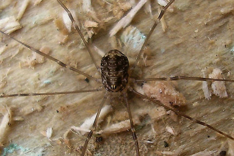 Leiobunum blackwalli - Juvenile, dorsal Older images (2007) to show a juvenile of this species.
Lateral view here:
https://www.jungledragon.com/image/105534/leiobunum_blackwalli_-_juvenile_lateral.html Arachnida,Eupnoi,Geotagged,Harvestman,Juvenile,Leiobuninae,Leiobunum,Leiobunum blackwalli,Netherlands,Opiliones,Phalangiidae,Phalangioidea,Sclerosomatidae