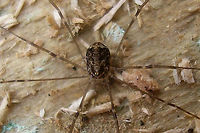 Leiobunum blackwalli - Juvenile, dorsal Older images (2007) to show a juvenile of this species.<br />
Lateral view here:<br />
https://www.jungledragon.com/image/105534/leiobunum_blackwalli_-_juvenile_lateral.html Arachnida,Eupnoi,Geotagged,Harvestman,Juvenile,Leiobuninae,Leiobunum,Leiobunum blackwalli,Netherlands,Opiliones,Phalangiidae,Phalangioidea,Sclerosomatidae
