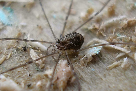 Leiobunum blackwalli - Juvenile, lateral Older images (2007) to show a juvenile of this species.
Dorsalal view here:
https://www.jungledragon.com/image/105533/leiobunum_blackwalli_-_juvenile_dorsal.html Arachnida,Eupnoi,Geotagged,Harvestman,Juvenile,Leiobuninae,Leiobunum,Leiobunum blackwalli,Netherlands,Opiliones,Phalangiidae,Phalangioidea,Sclerosomatidae