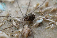 Leiobunum blackwalli - Juvenile, lateral Older images (2007) to show a juvenile of this species.<br />
Dorsalal view here:<br />
https://www.jungledragon.com/image/105533/leiobunum_blackwalli_-_juvenile_dorsal.html Arachnida,Eupnoi,Geotagged,Harvestman,Juvenile,Leiobuninae,Leiobunum,Leiobunum blackwalli,Netherlands,Opiliones,Phalangiidae,Phalangioidea,Sclerosomatidae