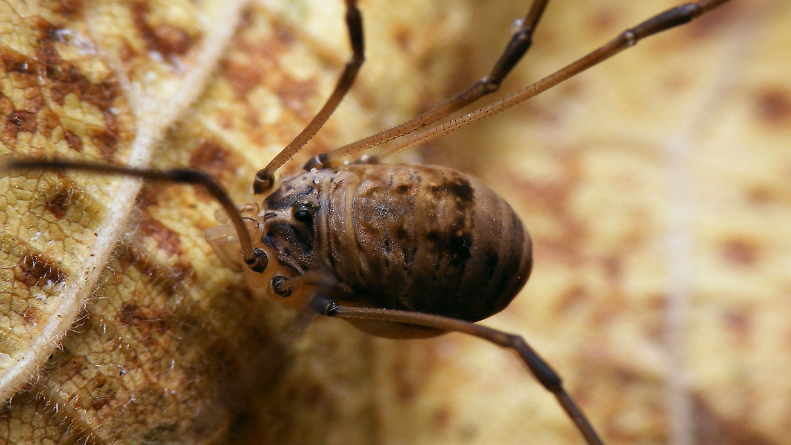 Leiobunum blackwalli - Female, weak saddle Female Leiobunum blackwalli with a weak saddle pattern (2016) Arachnida,Eupnoi,Geotagged,Harvestman,Leiobuninae,Leiobunum,Leiobunum blackwalli,Netherlands,Opiliones,Phalangiidae,Phalangioidea,Sclerosomatidae