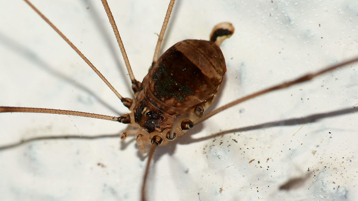 Leiobunum blackwalli - Female Adding an older image (2013) to illustrate more normal habitus of a female L. blackwalli to offset this lady:<br />
<figure class="photo"><a href="https://www.jungledragon.com/image/105497/leiobunum_blackwalli_-_lady_with_shriveled_abdomen.html" title="Leiobunum blackwalli - Lady with shriveled abdomen"><img src="https://s3.amazonaws.com/media.jungledragon.com/images/3043/105497_thumb.jpg?AWSAccessKeyId=05GMT0V3GWVNE7GGM1R2&Expires=1759968010&Signature=EOlw8JdKGndrui%2BOtiHiFZ9Fu9k%3D" width="200" height="114" alt="Leiobunum blackwalli - Lady with shriveled abdomen This one had me puzzled for a moment too - turns out that the normally bloated abdomen (full &#039;o eggs) has shriveled up. Eggs spent and probably a tad hungry/dehydrated too(?)  Arachnida,Eupnoi,Geotagged,Harvestman,Leiobuninae,Leiobunum,Leiobunum blackwalli,Netherlands,Opiliones,Phalangiidae,Phalangioidea,Schiermonnikoog,Sclerosomatidae" /></a></figure>  4K UHD,Arachnida,Eupnoi,Geotagged,Harvestman,Leiobuninae,Leiobunum,Leiobunum blackwalli,Netherlands,Opiliones,Phalangiidae,Phalangioidea,Sclerosomatidae