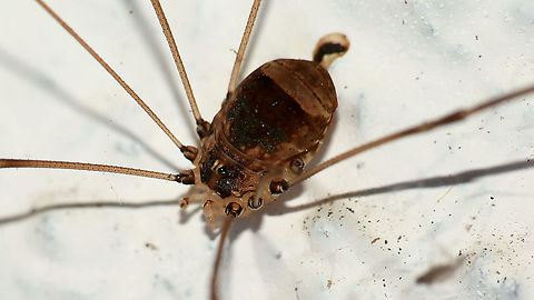 Leiobunum blackwalli - Female Adding an older image (2013) to illustrate more normal habitus of a female L. blackwalli to offset this lady:
https://www.jungledragon.com/image/105497/leiobunum_blackwalli_-_lady_with_shriveled_abdomen.html  4K UHD,Arachnida,Eupnoi,Geotagged,Harvestman,Leiobuninae,Leiobunum,Leiobunum blackwalli,Netherlands,Opiliones,Phalangiidae,Phalangioidea,Sclerosomatidae