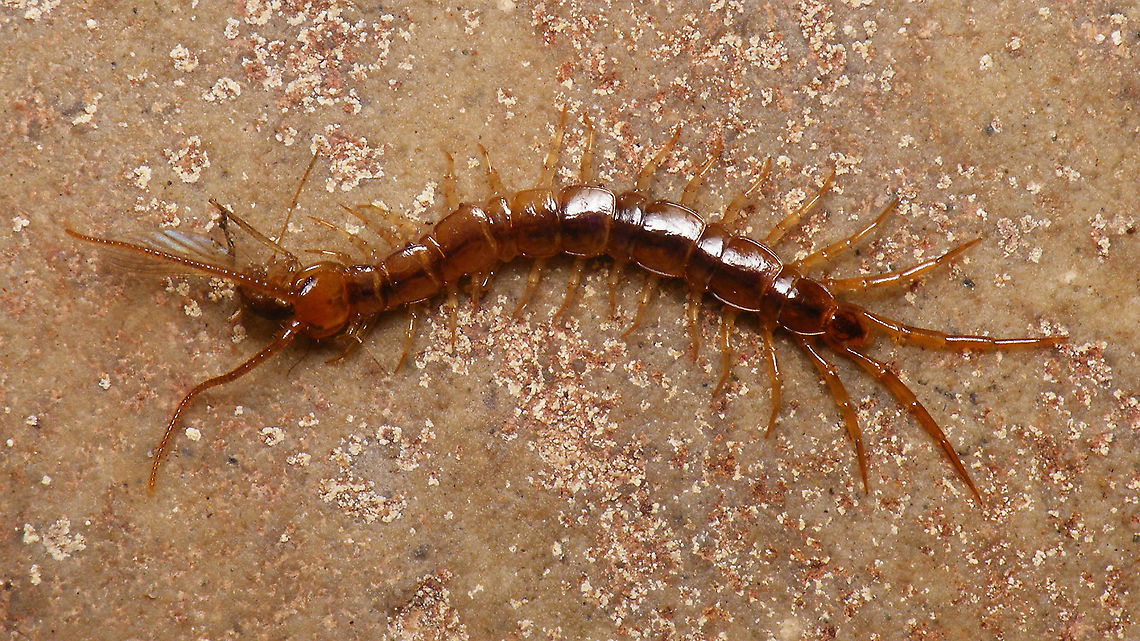 Lithobius having lunch ID pending Chilopoda,Geotagged,Lithobiidae,Lithobiomorpha,Lithobius,Myriapoda,Netherlands,Schiermonnikoog