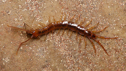 Lithobius having lunch ID pending Chilopoda,Geotagged,Lithobiidae,Lithobiomorpha,Lithobius,Myriapoda,Netherlands,Schiermonnikoog
