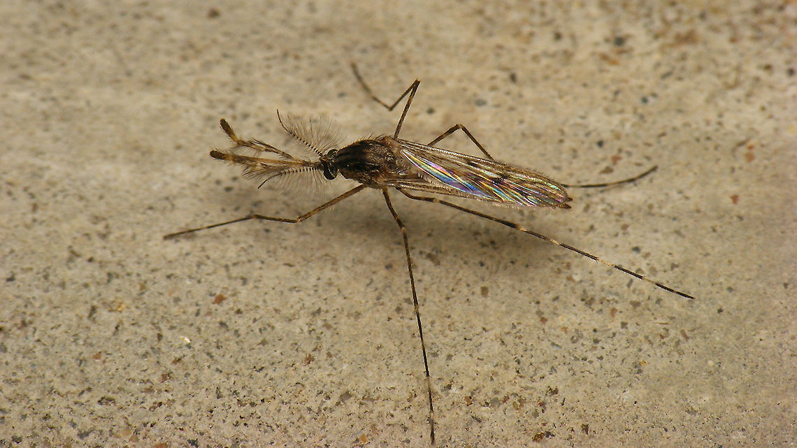 Culiseta annulata - Male  Culiseta,Culiseta annulata,Geotagged,Nematocera,Netherlands,Schiermonnikoog,nl: Grote steekmug