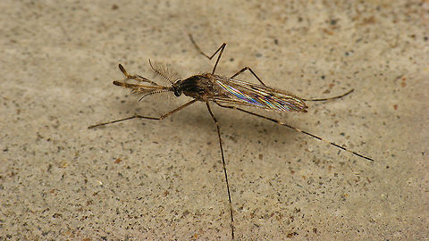 Culiseta annulata - Male  Culiseta,Culiseta annulata,Geotagged,Nematocera,Netherlands,Schiermonnikoog,nl: Grote steekmug