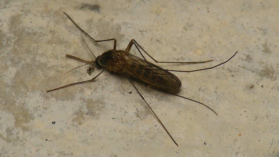 Culex pipiens  Common House Mosquito,Culex,Culex pipiens,Culicidae,Geotagged,Mosquito,Nematocera,Netherlands,Schiermonnikoog,nl: Gewone steekmug