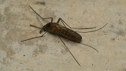 Culex pipiens  Common House Mosquito,Culex,Culex pipiens,Culicidae,Geotagged,Mosquito,Nematocera,Netherlands,Schiermonnikoog,nl: Gewone steekmug