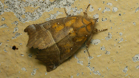 Scoliopteryx libatrix - Pale yellowish Conspicuously yellowish pale specimen Erebidae,Geotagged,Netherlands,Noctuoidea,Schiermonnikoog,Scoliopteryginae,Scoliopterygini,Scoliopteryx,Scoliopteryx libatrix,The herald,nl: Roesje