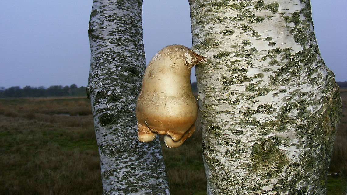 Piptoporus betulinus <figure class="photo"><a href="https://www.jungledragon.com/image/105545/piptoporus_betulinus_-_bottom_view.html" title="Piptoporus betulinus - Bottom view"><img src="https://s3.amazonaws.com/media.jungledragon.com/images/3043/105545_thumb.jpg?AWSAccessKeyId=05GMT0V3GWVNE7GGM1R2&Expires=1759968010&Signature=ZPaNYHFmNxY%2BArycfQ4kiqaTIxA%3D" width="200" height="114" alt="Piptoporus betulinus - Bottom view https://www.jungledragon.com/image/105544/piptoporus_betulinus.html Birch polypore,Fomitopsis betulina,Geotagged,Netherlands,Piptoporus betulinus,Schiermonnikoog,nl: Berkenzwam" /></a></figure> Birch polypore,Fomitopsis betulina,Geotagged,Netherlands,Piptoporus betulinus,Schiermonnikoog,nl: Berkenzwam