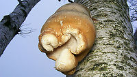 Piptoporus betulinus - Bottom view https://www.jungledragon.com/image/105544/piptoporus_betulinus.html Birch polypore,Fomitopsis betulina,Geotagged,Netherlands,Piptoporus betulinus,Schiermonnikoog,nl: Berkenzwam